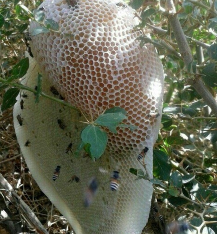 عسل وحشی مناطق گرمسیری چیست و چه خواصی دارد ؟