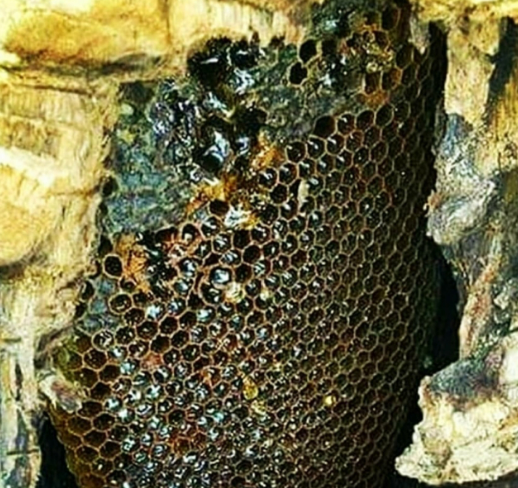 عسل وحشی سیاه ( عسل الاسود ) چیست و چه خواصی دارد ؟