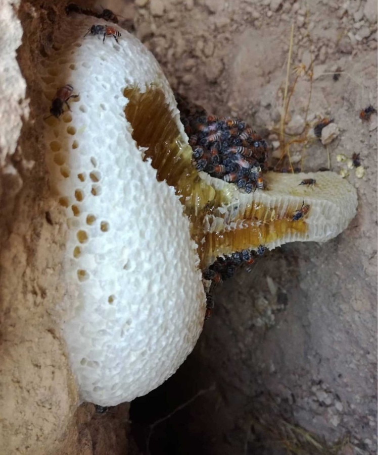 عسل وحشی مناطق کوهستانی چیست و چه خواصی دارد ؟